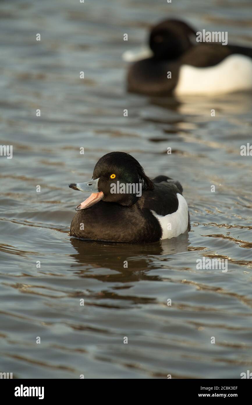 CANARD, canard touffeté, mâle, sur l'eau avec bec ouvert, hiver, pays ouest, Royaume-Uni Banque D'Images