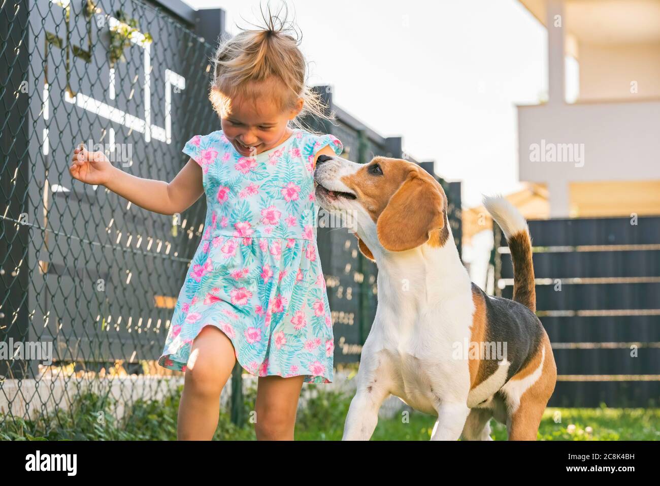 Petite fille qui court avec un chien de beagle dans la cour en été. Concept animal domestique avec enfants. Banque D'Images