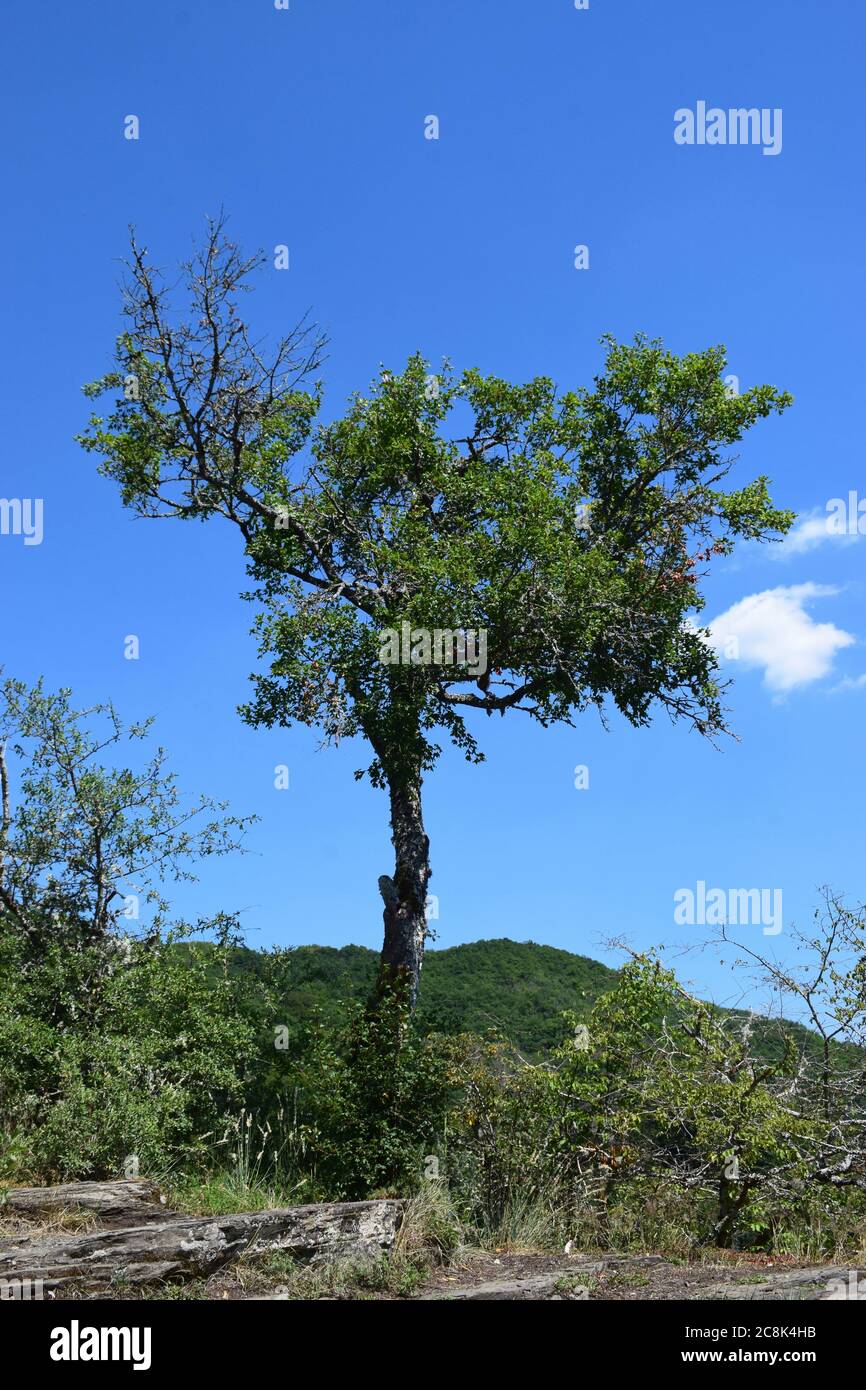 un seul arbre sur un immense rocher Banque D'Images