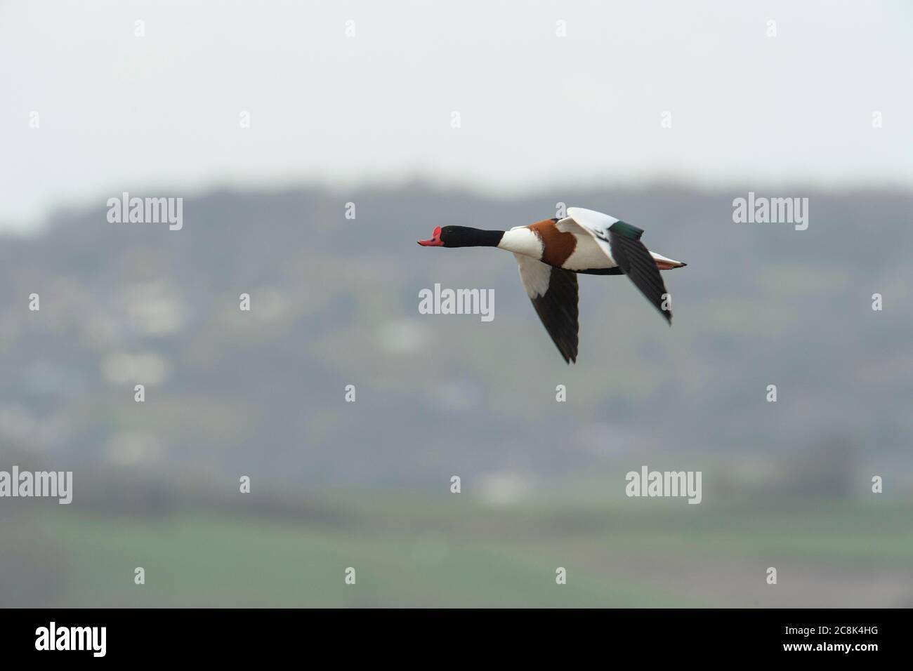 Shelduck, homme en vol, hiver, Royaume-Uni Banque D'Images