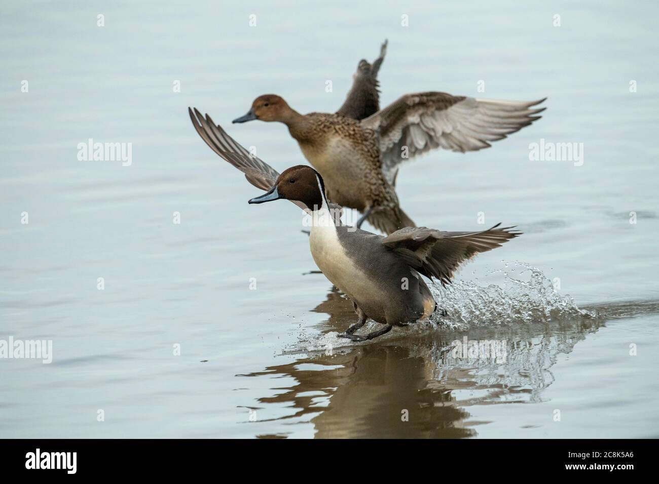 CANARD À QUEUE DE CANARD, paire en vol sur le point d'atterrir sur l'eau, hiver, pays ouest, Royaume-Uni Banque D'Images