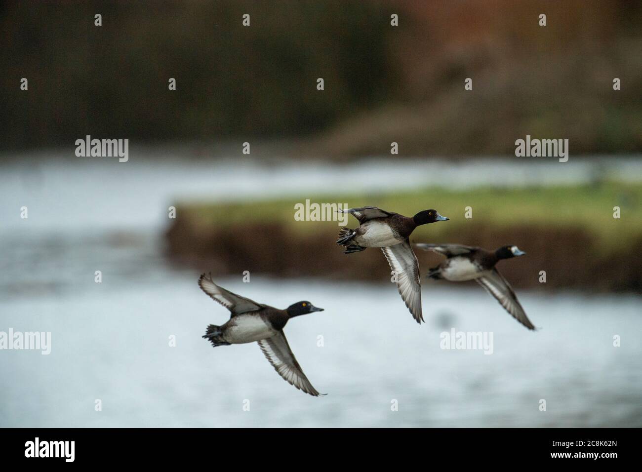 CANARD, canard touffeté, petit groupe en vol, hiver, pays ouest, Royaume-Uni Banque D'Images