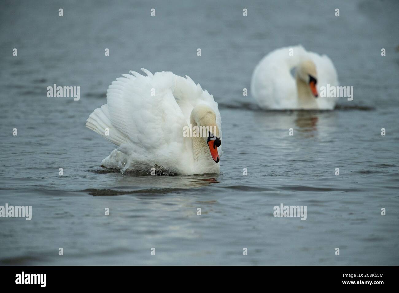 Tundra SWAN, ( Bewick's Swan ) adulte se nourrissant en eau peu profonde à WWT Slimbridge, hiver, pays ouest, Royaume-Uni Banque D'Images