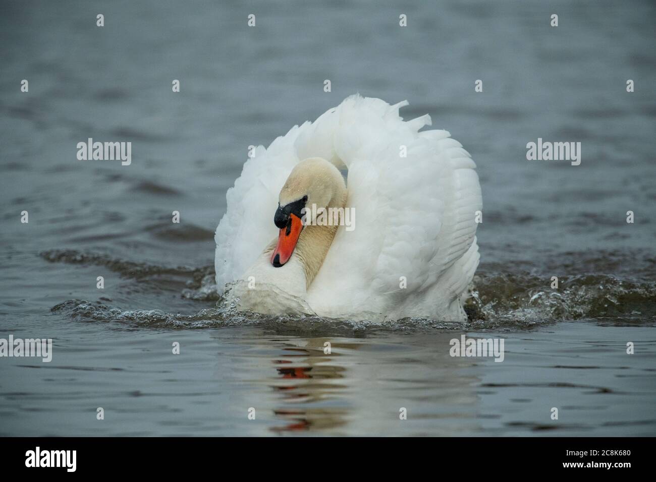 Tundra SWAN, ( Bewick's Swan ) adulte se nourrissant en eau peu profonde à WWT Slimbridge, hiver, pays ouest, Royaume-Uni Banque D'Images