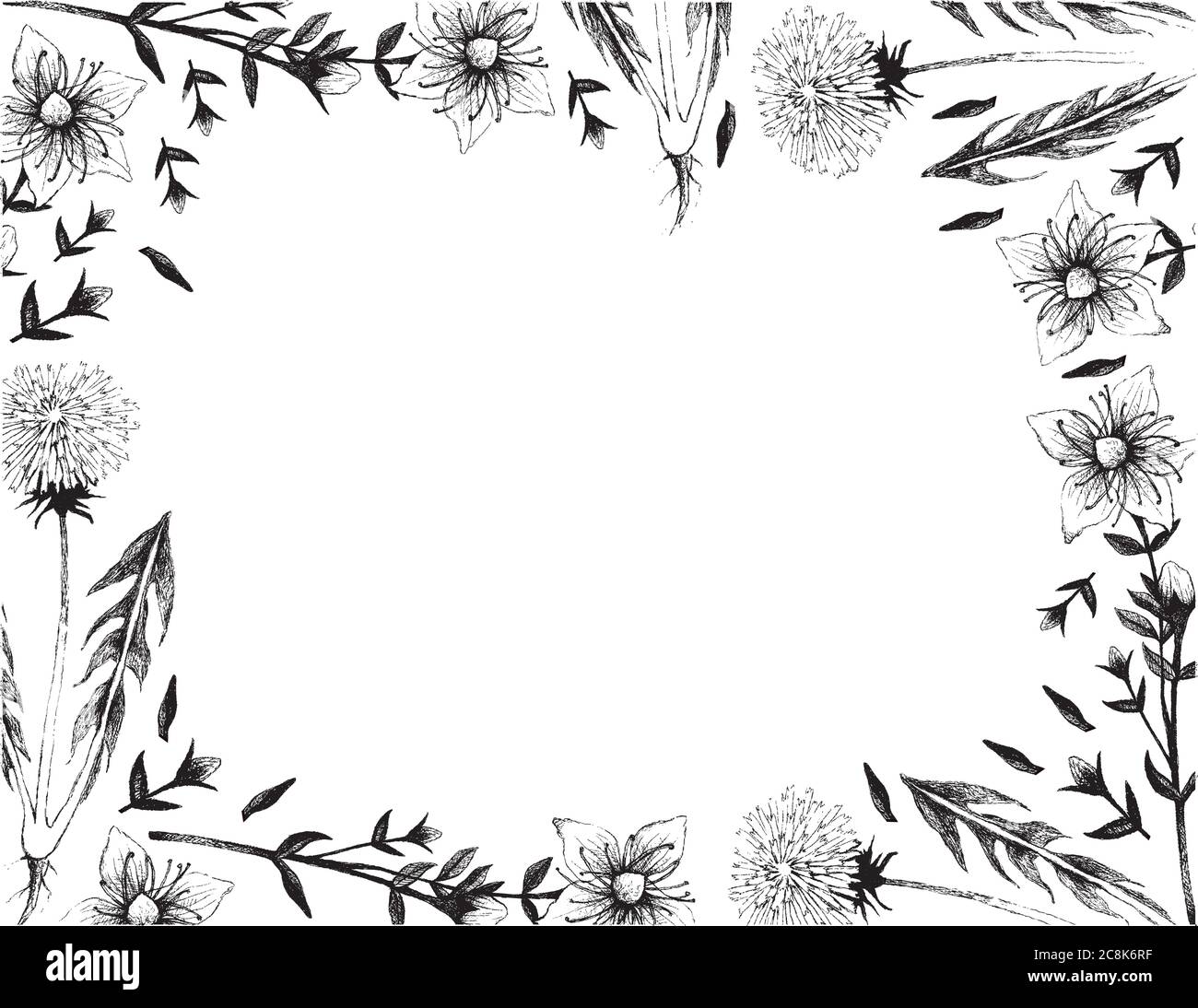 Plantes et plantes à plantes, dessin à la main cadre d'illustration de Dandélion ou Taraxacum et Hypericum perforatum ou plantes de millepertuis utilisation dans l'herborisme a Illustration de Vecteur