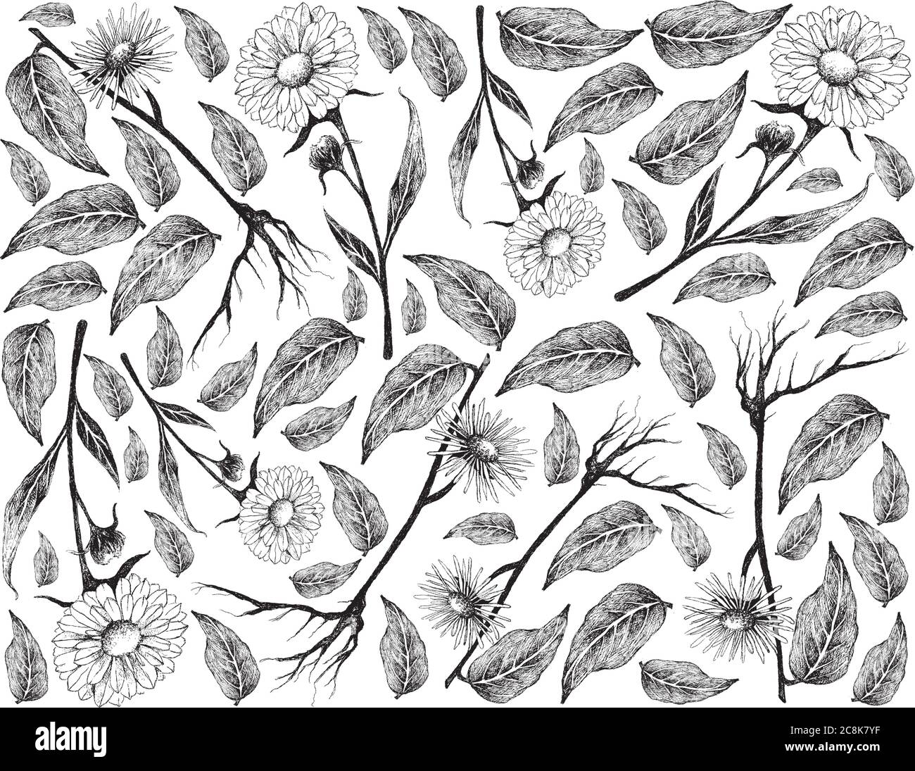 Plantes et fleurs à base de plantes, dessin à la main Illustration de fleurs de Calendula ou de Marigold et de plantes à panneaux électriques, de Helenium d'Inula, de Heal de cheval ou d'Elfdock utilisés pour Illustration de Vecteur