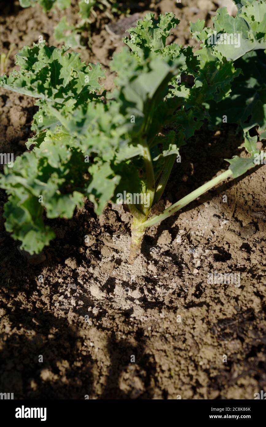 Brassica oleracea, variété acephala, 'Dwarf Curly Kale avec des cendres de bois autour de la tige pour dissuader la mouche de racine de chou, Delia radicum, pays de Galles, Royaume-Uni. Banque D'Images