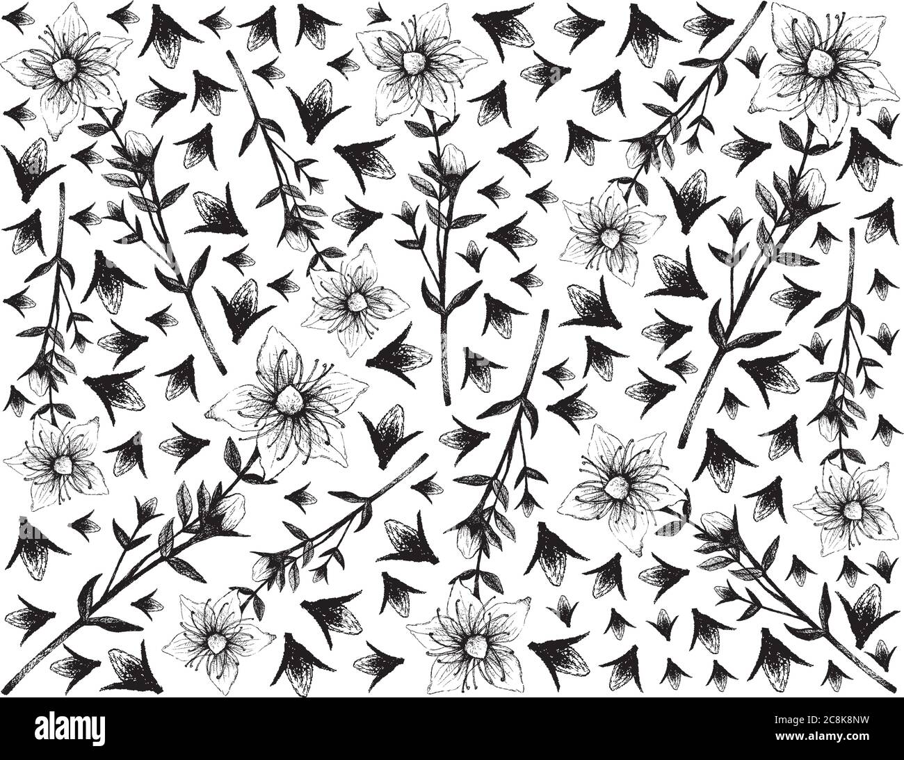 Plante et fleur de plantes, tirée à la main fond de Hypericum perforatum ou de la plante du millepertuis utilisation en herborisme et en médecine traditionnelle. Illustration de Vecteur