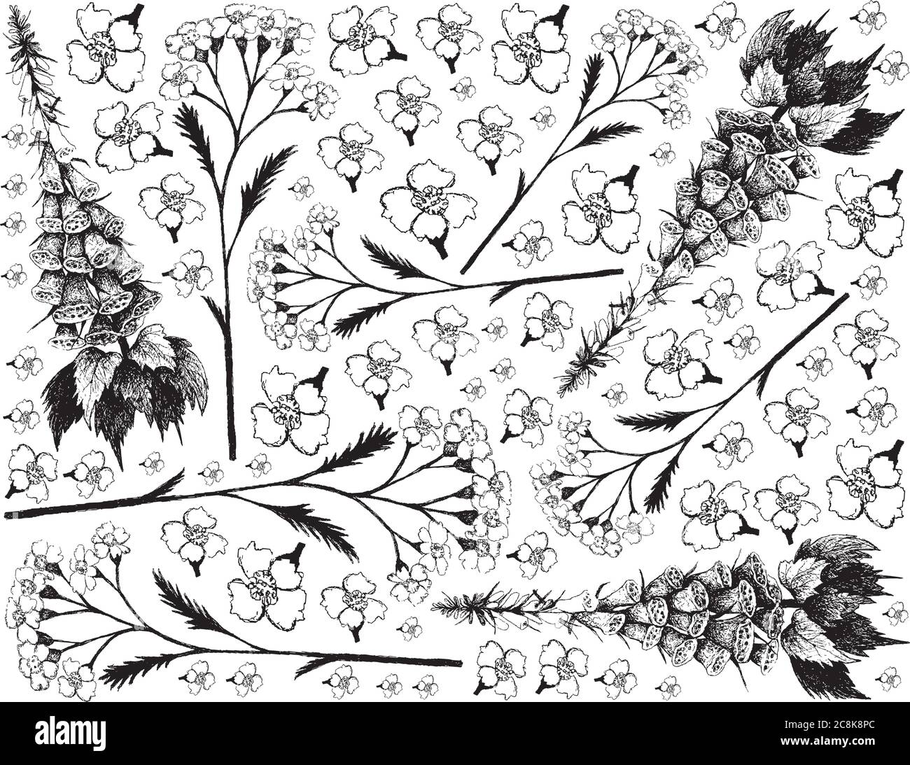 Plante et fleur de plantes, dessin à la main fond d'Achillea Millefolium ou Yarrow et Digitalis ou Foxglove plantes utilisées pour la médecine traditionnelle. Illustration de Vecteur