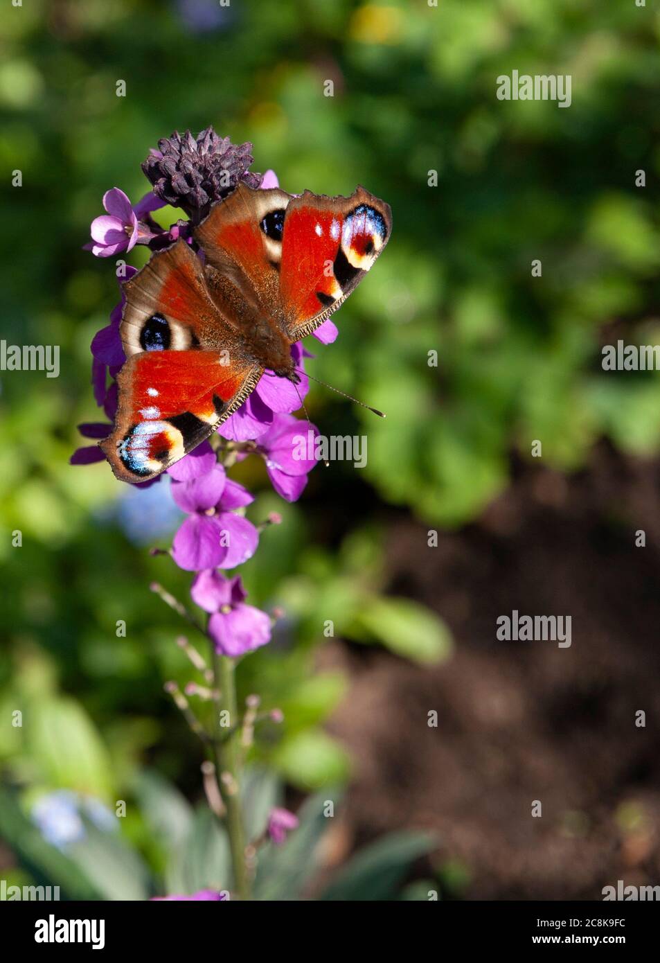 Un gros plan de papillon paon avec des ailes larges ouvertes sur une fleur de wallflower vivace Banque D'Images