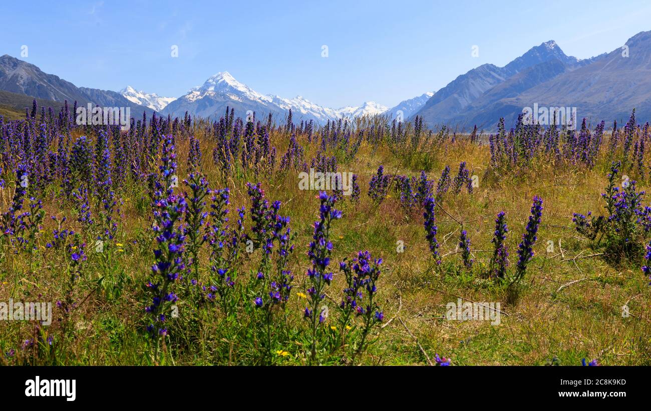 Fleurs sauvages qui poussent dans la vallée de Tasman avec le mont Cook en arrière-plan Banque D'Images