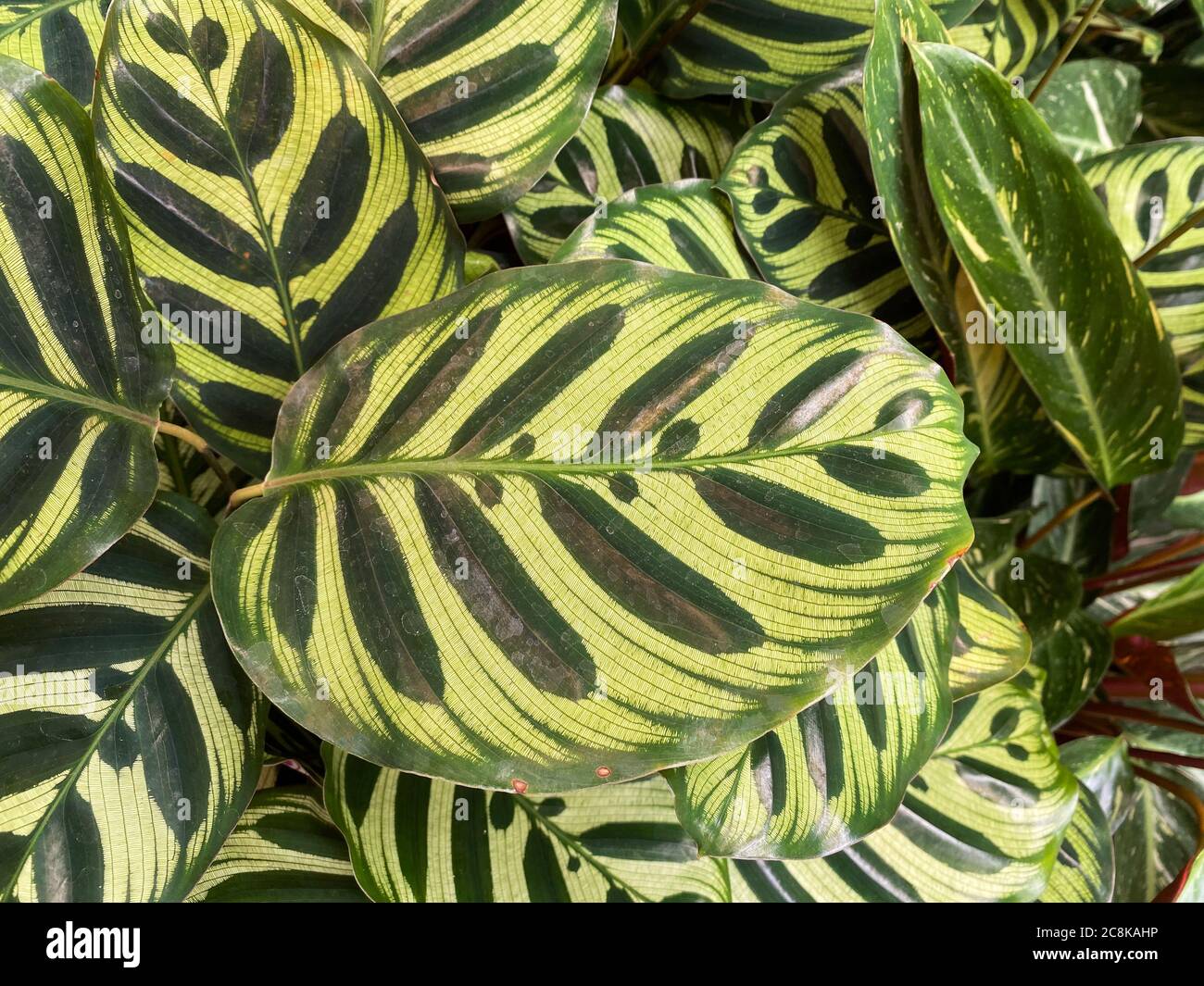 Gros plan de feuilles isoaltes de plantes de prire tropicales (calathea  makoyana) avec un motif jaune et vert unique Photo Stock - Alamy