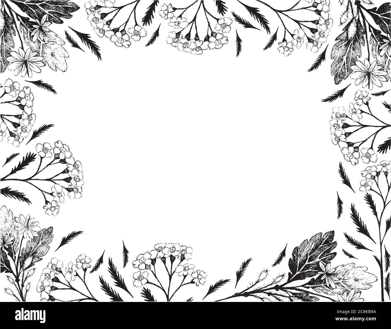 Plantes et plantes à plantes, dessin à la main cadre d'illustration de Achillea Millefolium ou Yarrow et plantes celandines utilisées pour la médecine traditionnelle a effet Illustration de Vecteur