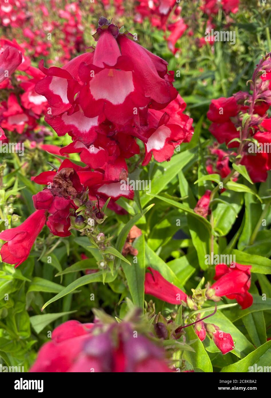 Vue de dessus gros plan de belles fleurs isolées de buisson rouge (penstemon barbatus coccineus) avec des feuilles vertes Banque D'Images