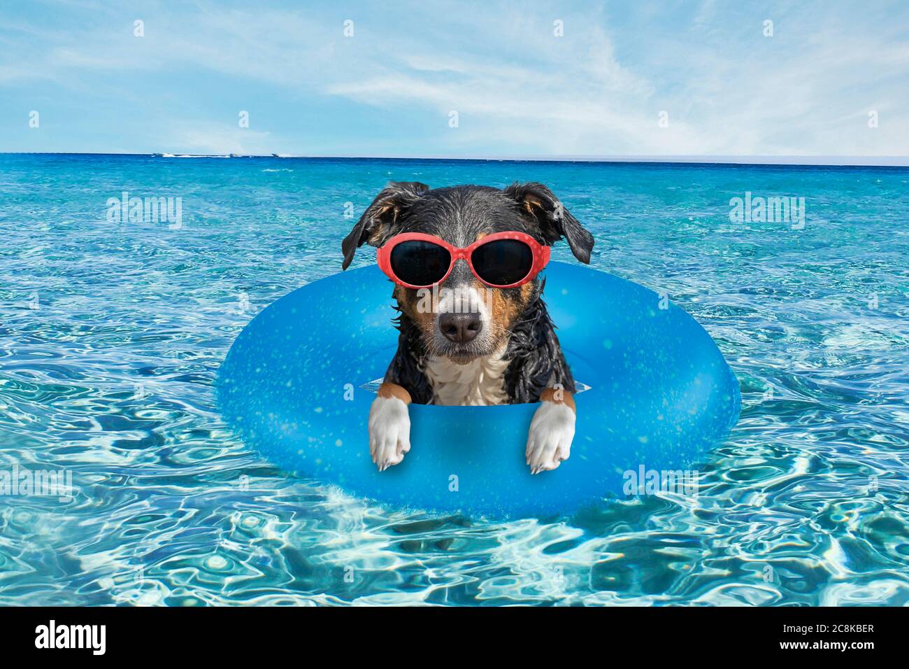 Joli chien flottant dans une piscine avec un anneau gonflable Banque D'Images