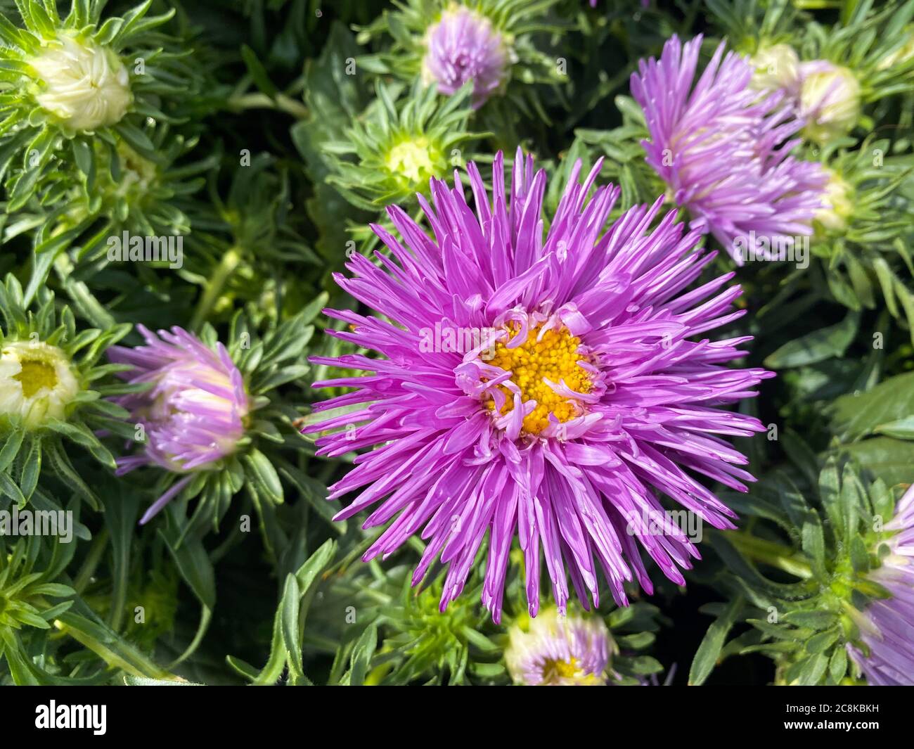 Vue du haut gros plan de la belle tête de fleur d'aster pourpre isolée (callistephus chinensis) avec des feuilles vertes (accent sur la grande fleur) Banque D'Images