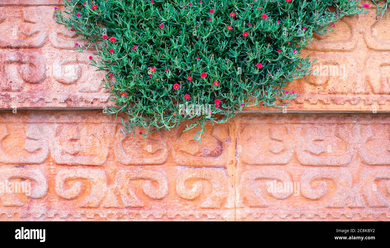 Plante fleurie sur un mur en pierre. Banque D'Images