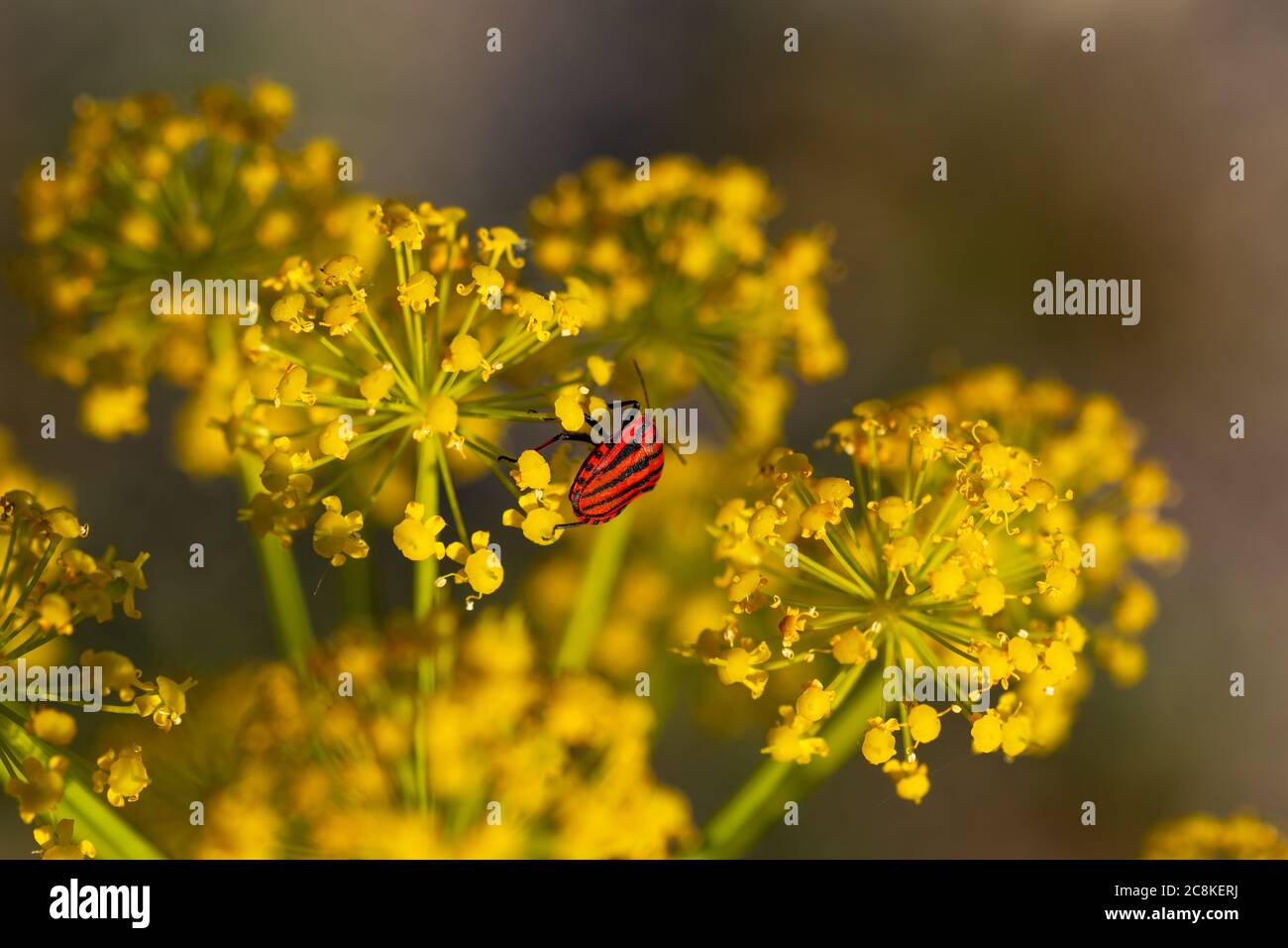 Punaise rouge rayée parmi les fleurs de fenouil jaune au lever du soleil Banque D'Images