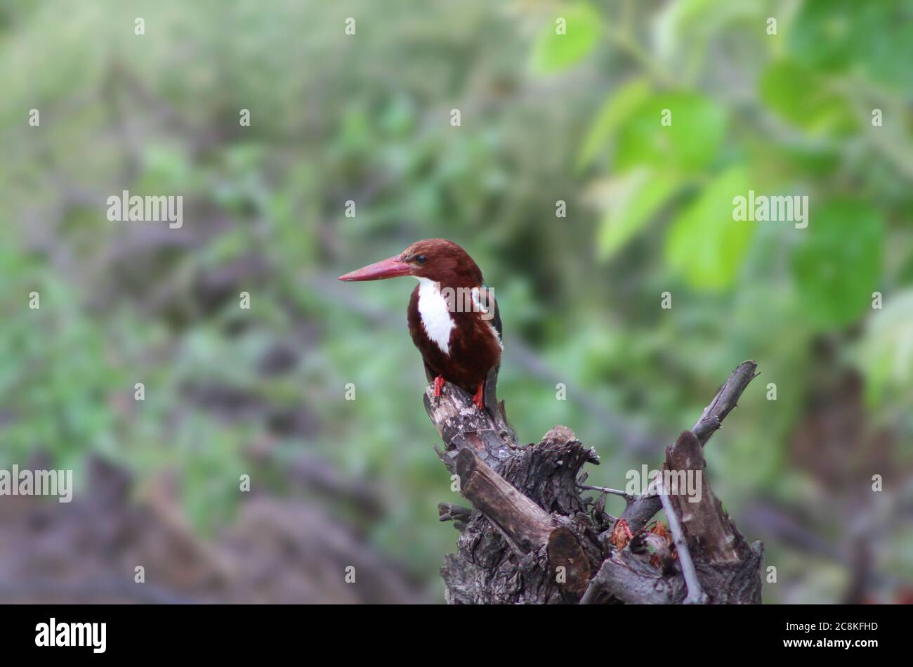 Le Kingfisher à gorge blanche (Halcyon Smyrnensis) est aussi connu comme un kingfisher indien assis sur un arbre Banque D'Images