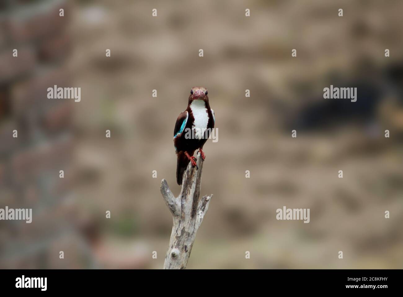 Le Kingfisher à gorge blanche (Halcyon Smyrnensis) est aussi connu comme un kingfisher indien assis sur un arbre Banque D'Images