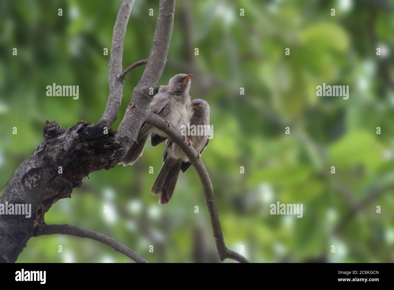 Deux barboteurs (oiseaux en colère) assis sur la branche de l'arbre à proximité Banque D'Images