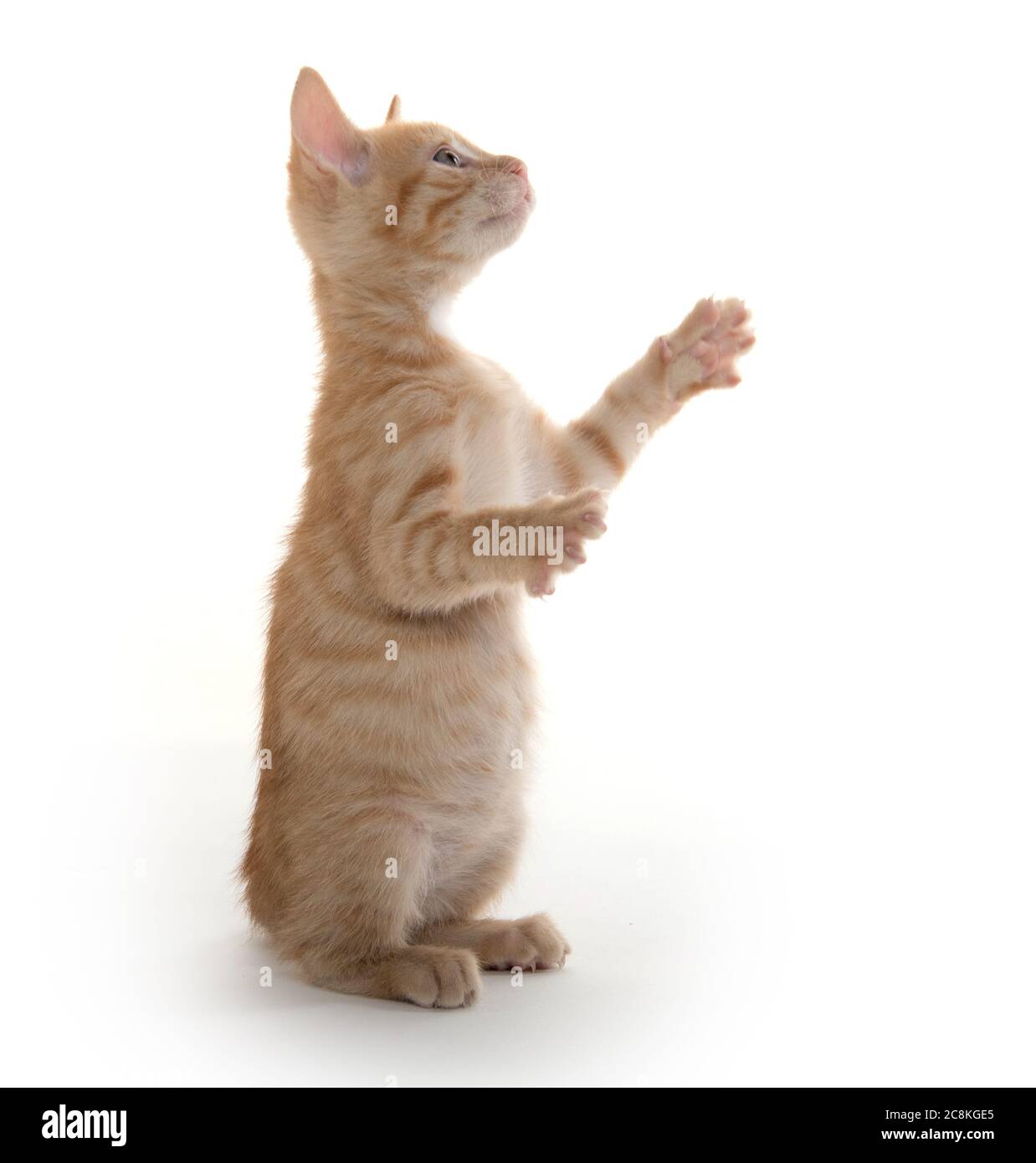 Mignon petit chaton jouant et sur les pattes arrière sur fond blanc Banque D'Images