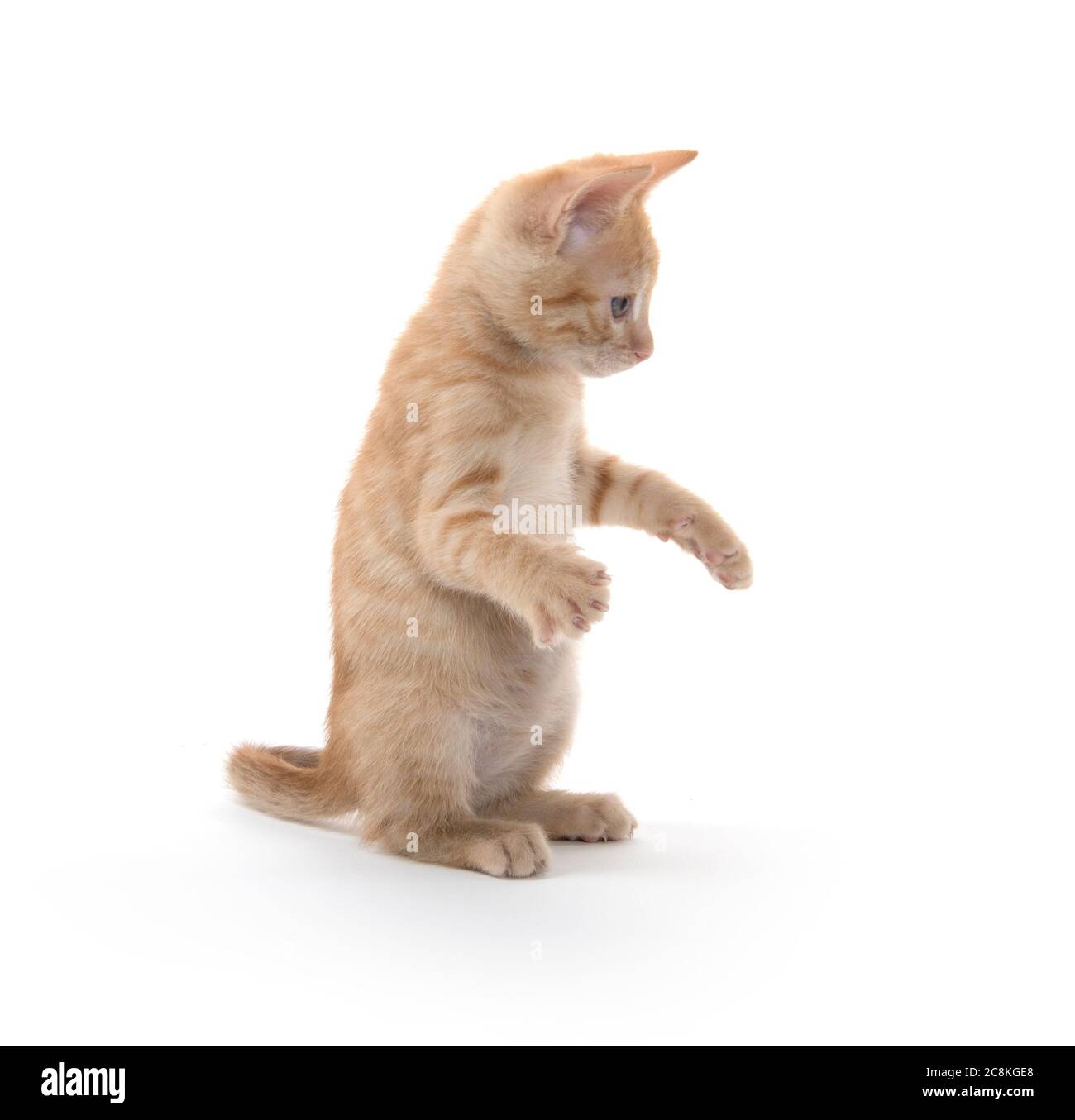 Mignon petit chaton jouant et sur les pattes arrière sur fond blanc Banque D'Images