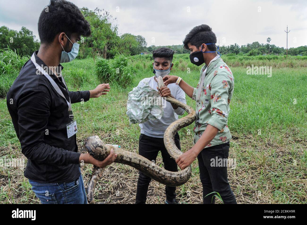 Mumbai, Inde. 25 juillet 2020. Les sauveteurs de la faune lèvent un python blessé. L'équipe de secours de la faune a secouru un python indien blessé dans un quartier résidentiel. Il sera libéré dans la nature de nouveau après avoir traité les blessures. Crédit : SOPA Images Limited/Alamy Live News Banque D'Images