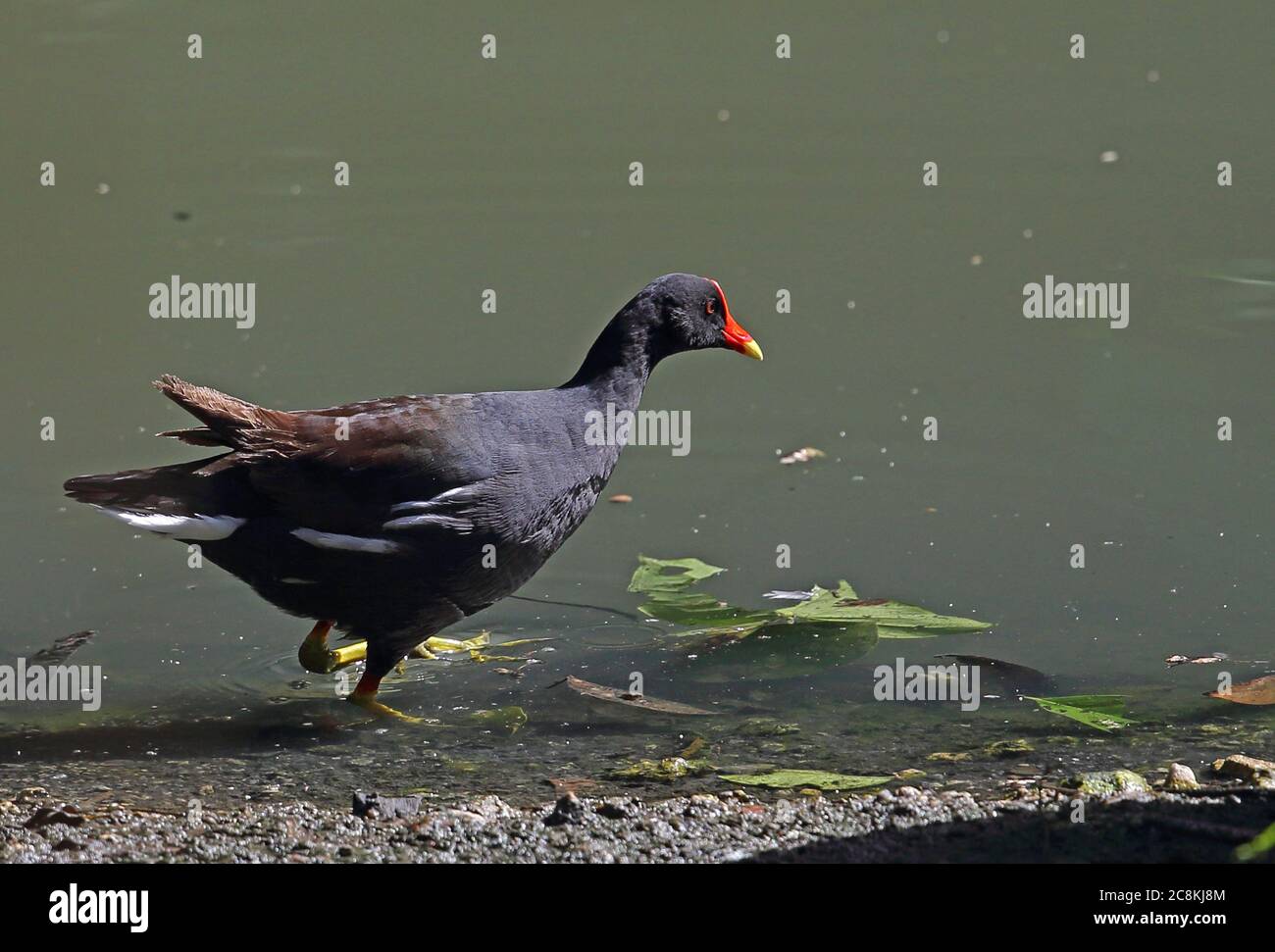 Gallinule commun (Gallinula galeata) adulte marchant dans les jardins botaniques de creek, Saint-Domingue, République dominicaine janvier 2014 Banque D'Images