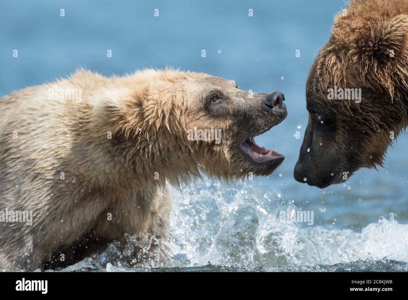 Deux ours brun d'Alaska adultes jouent dans la rivière Brooks, dans le parc national de Katmai, en Alaska Banque D'Images