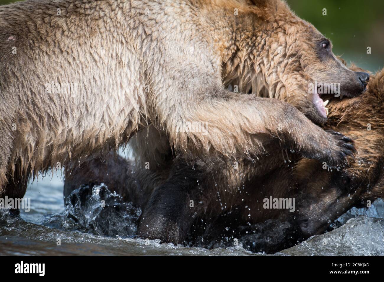 Un ours brun d'Alaska mord l'oreille d'un autre ours lors des combats dans le parc national de Katmai, en Alaska Banque D'Images