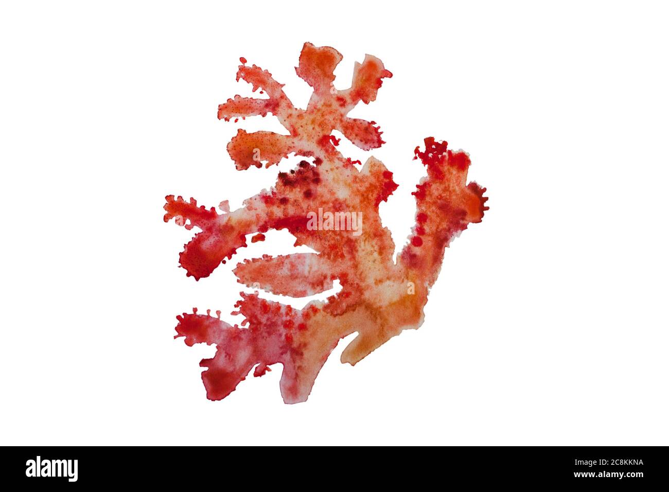 Aquarelle rouge corail doux avec texture à pois isolée sur fond blanc Banque D'Images