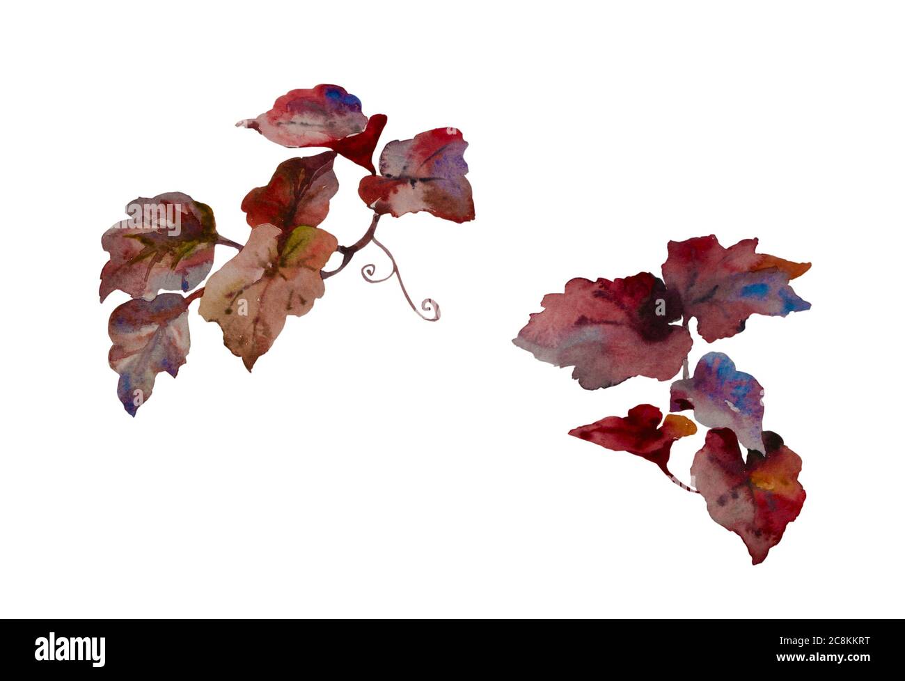Ensemble de feuilles d'aquarelle rouge et pourpre décoratives pour bouquets fleuris. Vigne de raisin sauvage rouge ou plante de lierre rouge isolée sur fond blanc Banque D'Images Ensemble de feuilles d'aquarelle rouge et pourpre décoratives pour bouquets fleuris. Vigne de raisin sauvage rouge ou plante de lierre rouge isolée sur fond blanc Banque D'Images