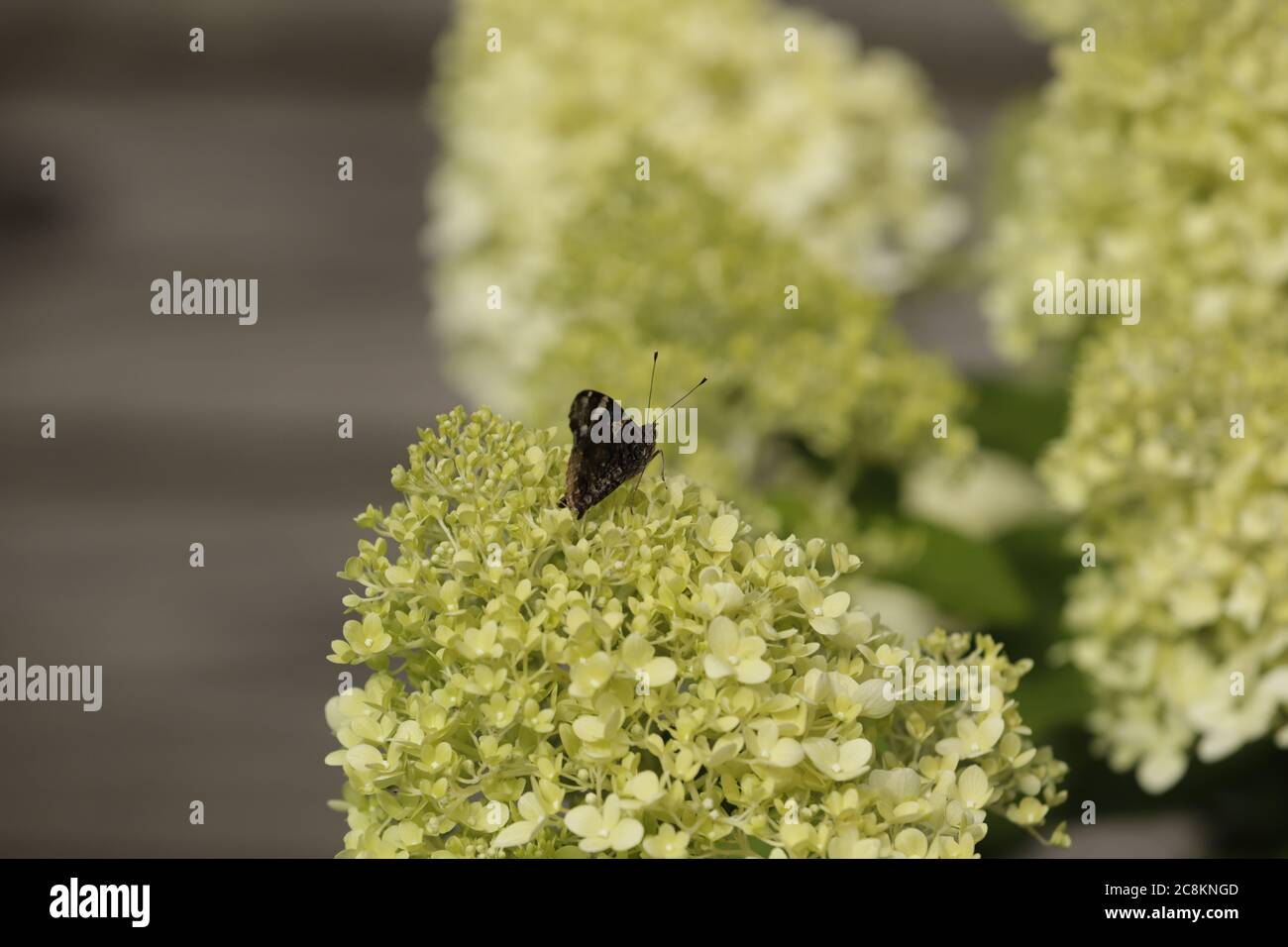 Vanessa Atalanta papillon sur des fleurs d'Hydrangea Banque D'Images