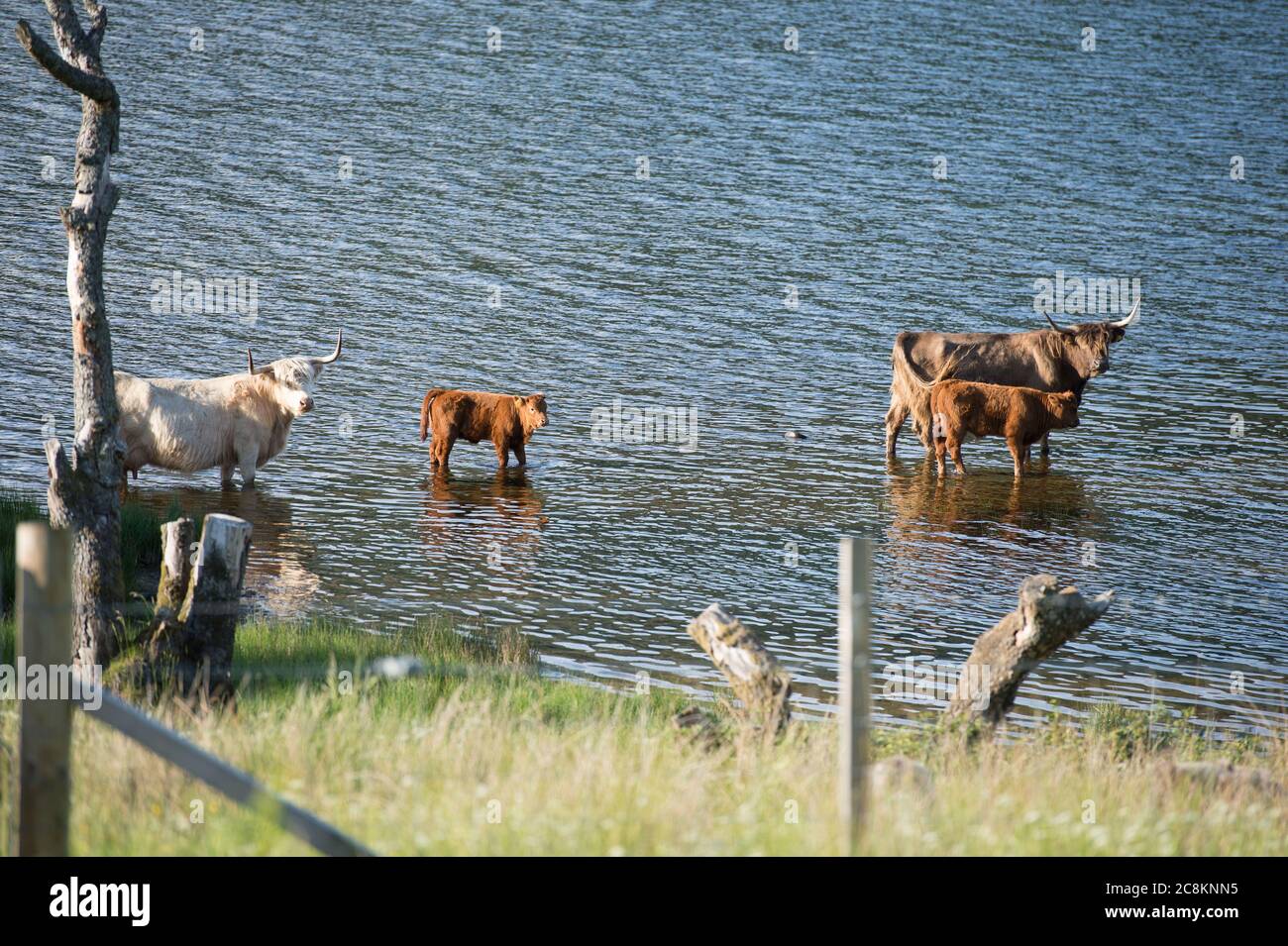 Loch Achray, Loch Lomond et Parc national de Trossachs, Écosse, Royaume-Uni. 18 juin 2020. Photo : les vaches des Highlands piquez une tête dans le loch frais dans la lumière du soleil du soir sur les rives du Loch Achray, qui est entouré par une partie du cœur de la route 200. Aujourd'hui, on a vu des températures au milieu des années vingt, avec des nuages murmures de niveau moyen à élevé et un ciel bleu. Crédit : Colin Fisher/Alay Live News. Banque D'Images