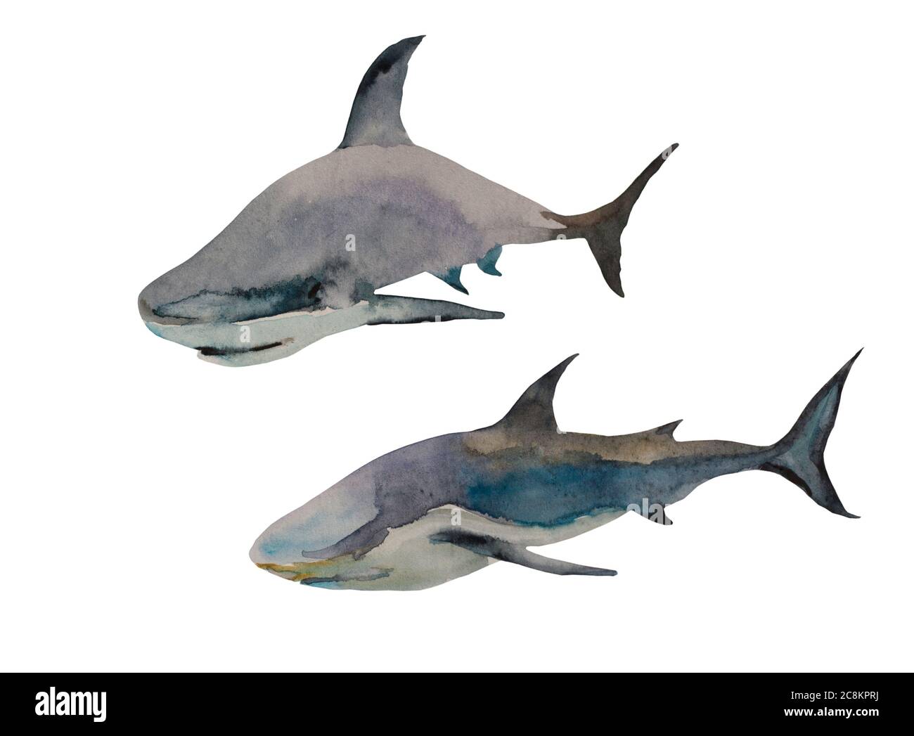 Aquarelle de deux requins dans différentes poses. Art peint à la main original isolé sur fond blanc Banque D'Images