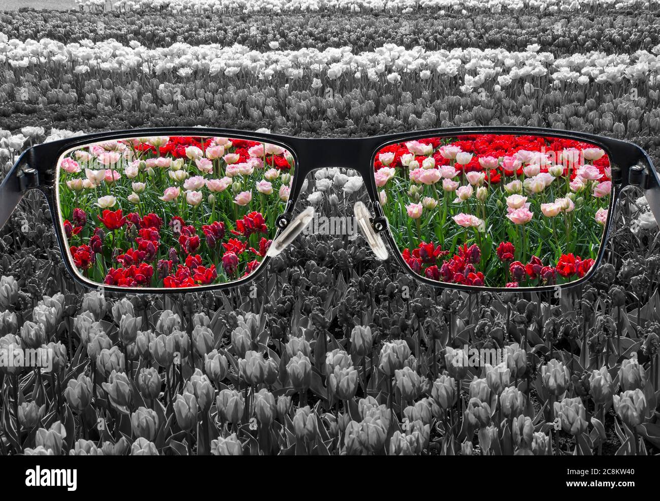À travers le cadre des lunettes. Vue colorée des tulipes colorées en verres et sur fond monochrome. Perception différente du monde. Optimisme, espoir, menta Banque D'Images