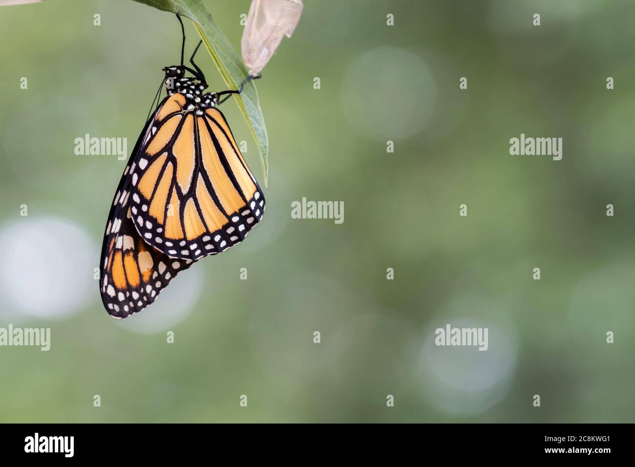 Monarch Butterfly, Danaus plexippuson, séchage des ailes sur le fond clair de la chrysalide gros plan Banque D'Images
