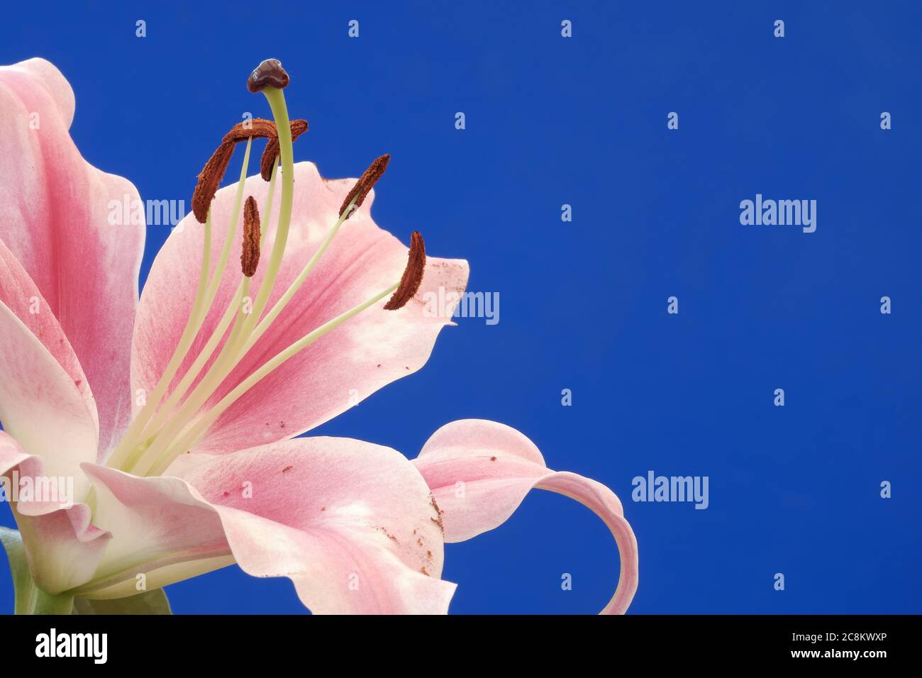 Stargazer lily (Lilium orientalis) Banque D'Images