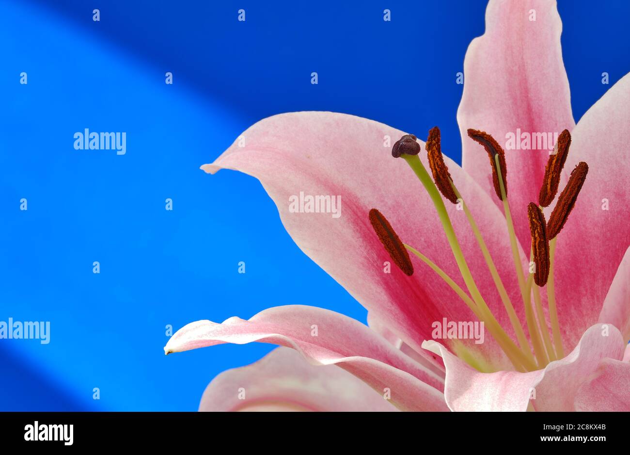 Stargazer lily (Lilium orientalis) Banque D'Images