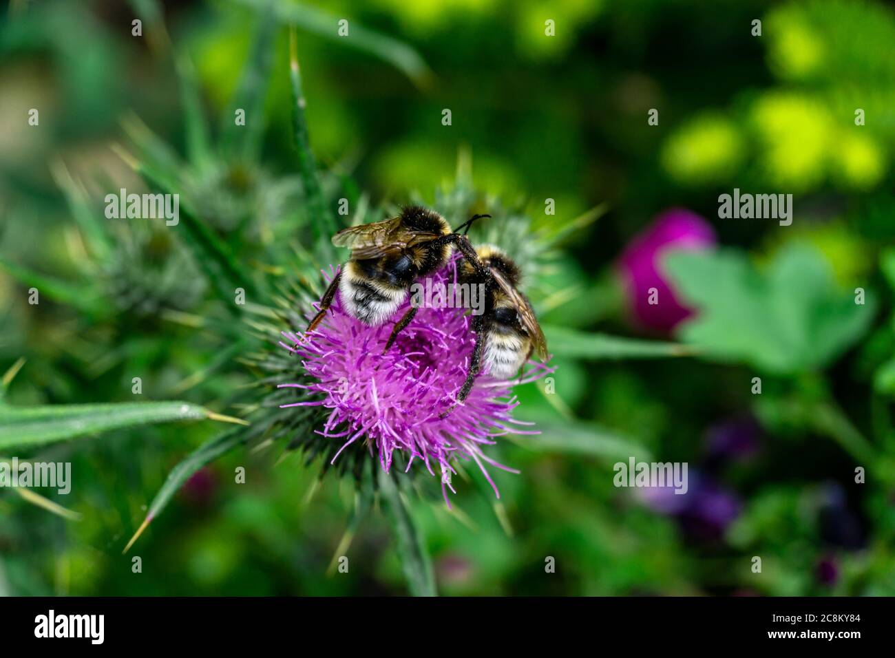 Deux bourdons rivalisant sur le pollen d'une plante Onopordum Tauricum. Banque D'Images