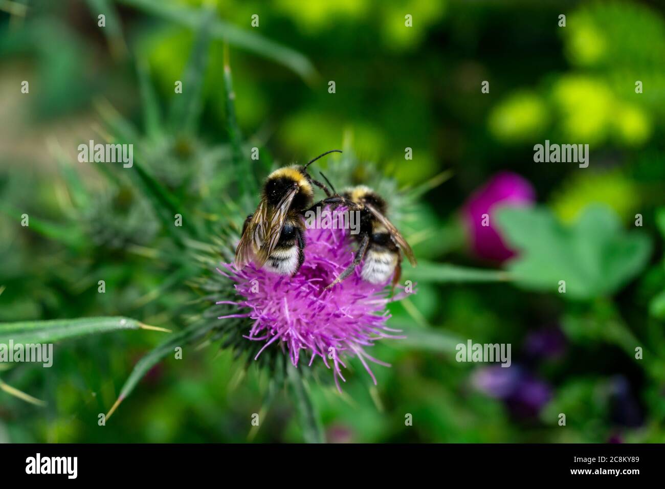 Deux bourdons rivalisant sur le pollen d'une plante Onopordum Tauricum. Banque D'Images