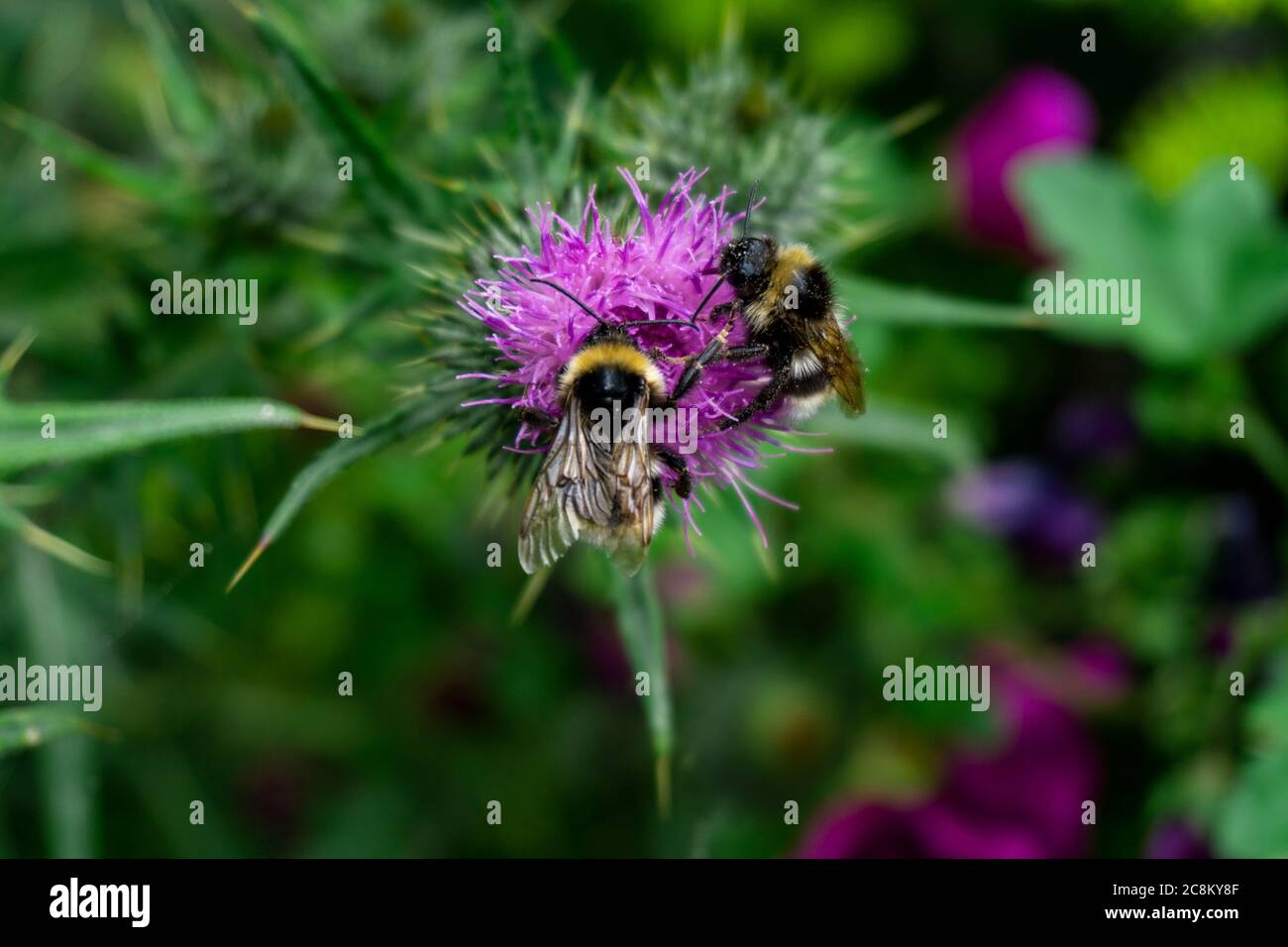 Deux bourdons partagent du pollen sur une plante d'Onopordum Tauricum Banque D'Images