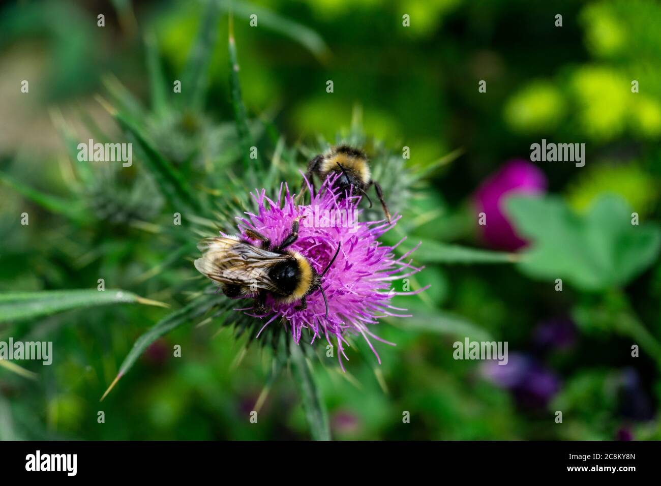 Deux bourdons partagent du pollen sur une plante d'Onopordum Tauricum. Banque D'Images