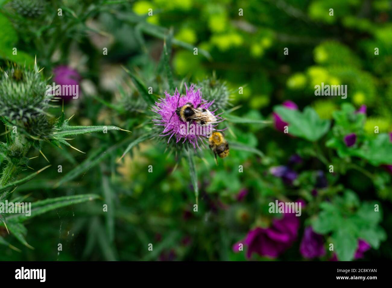 Une abeille pollinisant une plante d'Onopordum Tauricum Banque D'Images