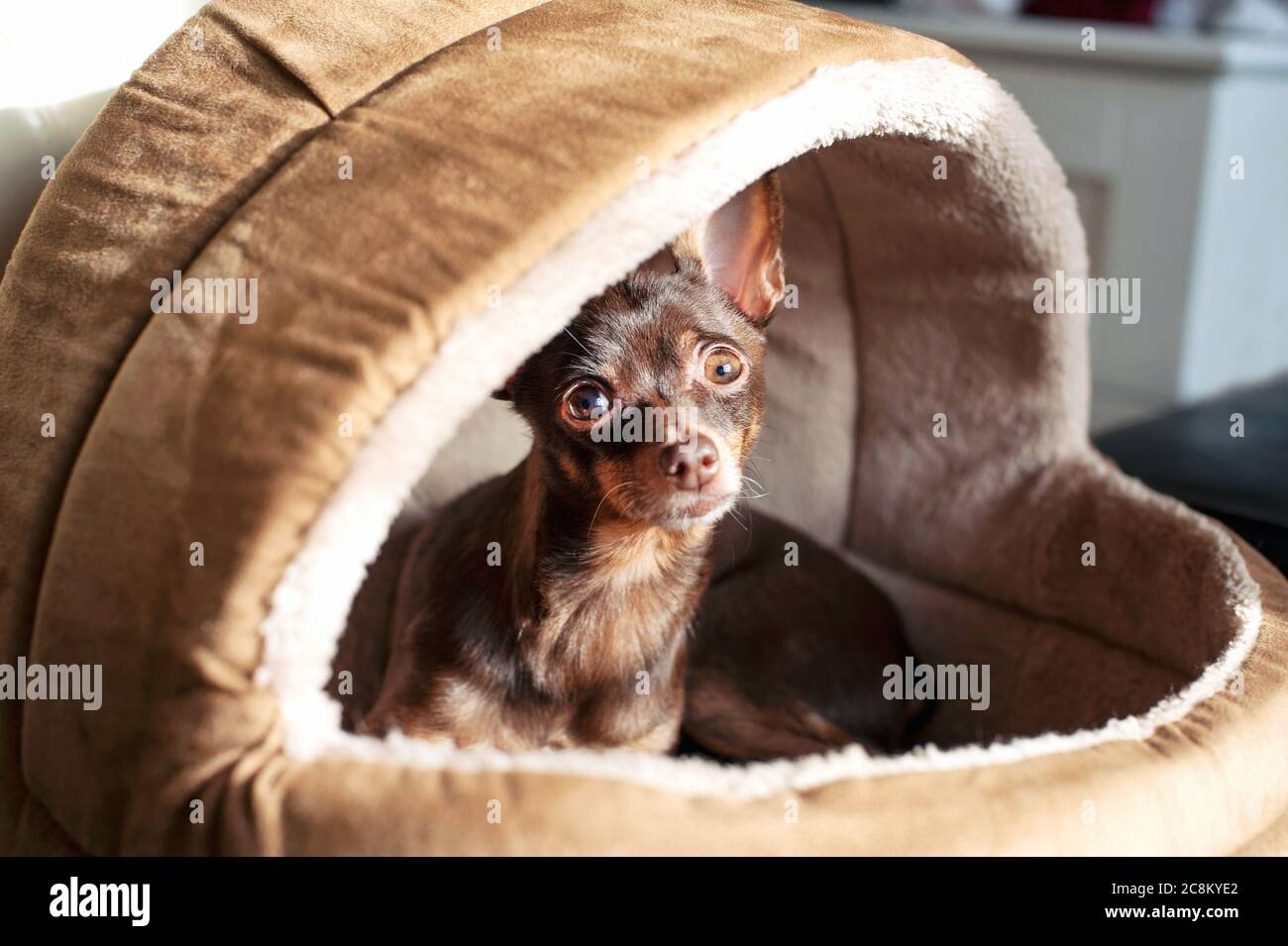 Yeux régrants de petit chien de terrier brun jouet dans la maison d'animaux. Intérieur. Banque D'Images