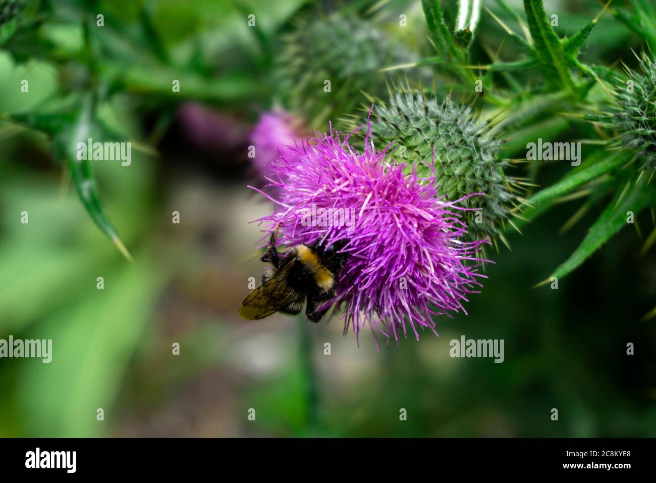 Une abeille pollinisant une plante d'Onopordum Tauricum. Banque D'Images