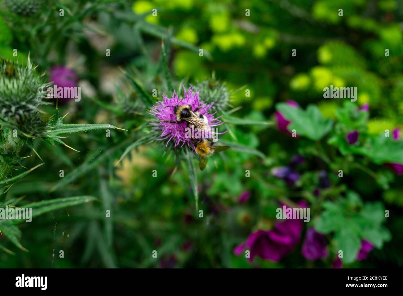 Une abeille pollinisant une plante d'Onopordum Tauricum Banque D'Images