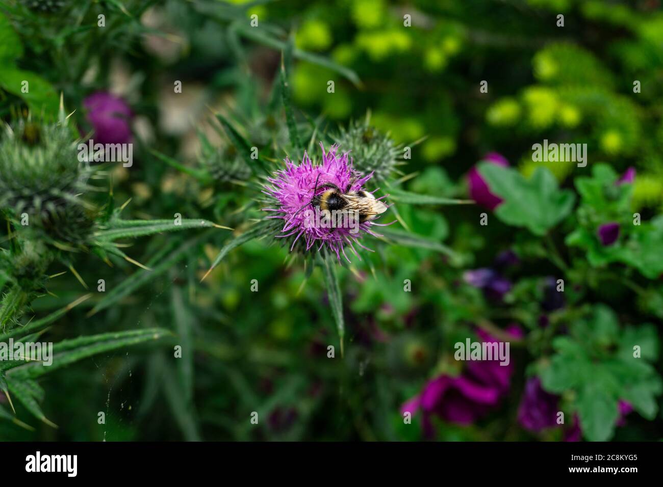 Une abeille pollinisant une plante d'Onopordum Tauricum Banque D'Images
