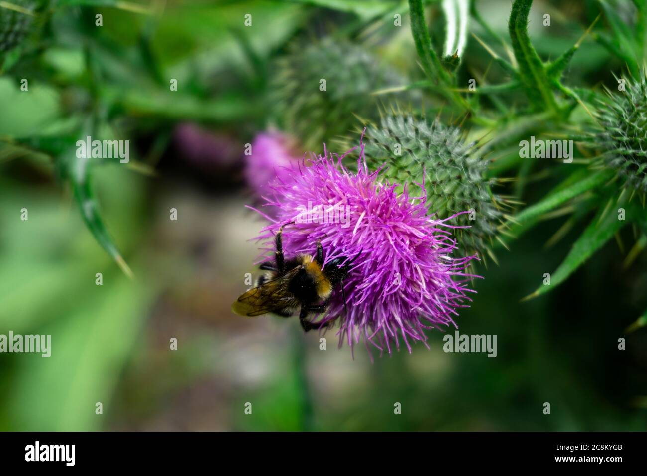 Une abeille pollinisant une plante d'Onopordum Tauricum Banque D'Images